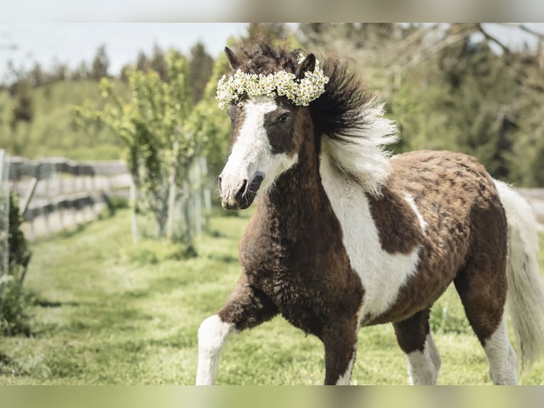 Curly Horse Mix Merrie 6 Jaar 124 cm Gevlekt-paard in Elterlein