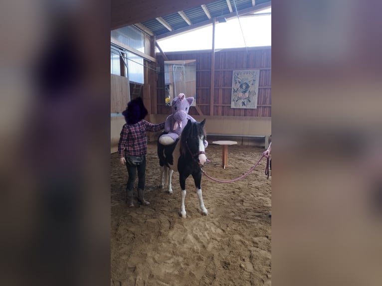 Curly Horse Mix Merrie 6 Jaar 124 cm Gevlekt-paard in Elterlein