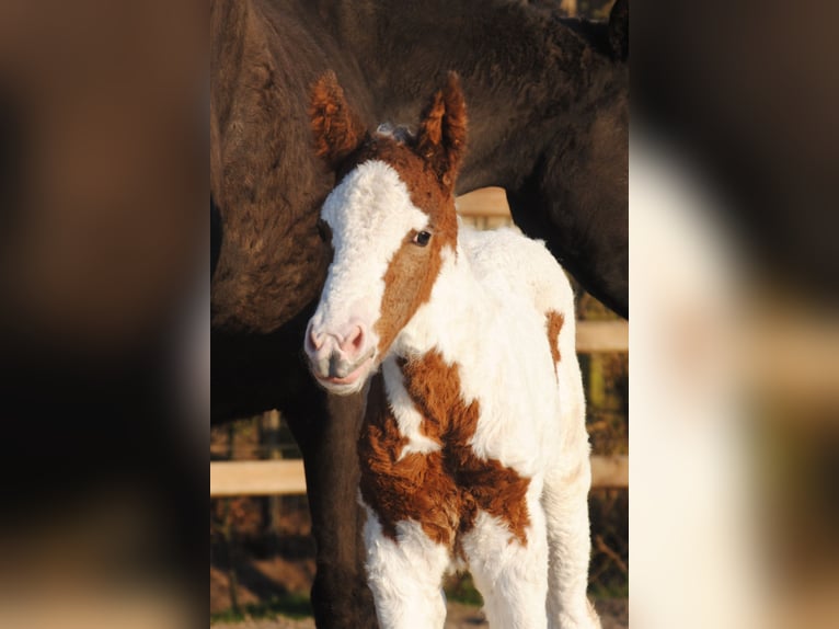 Curly Horse Merrie 6 Jaar 147 cm Zwart in Ruinen