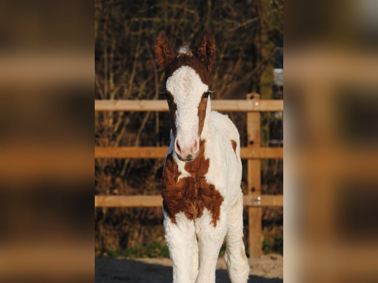 Curly Horse Merrie 6 Jaar 147 cm Zwart in Ruinen
