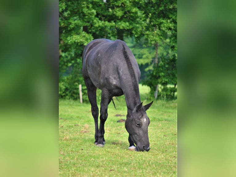 Curly Horse Merrie 6 Jaar 147 cm Zwart in Ruinen