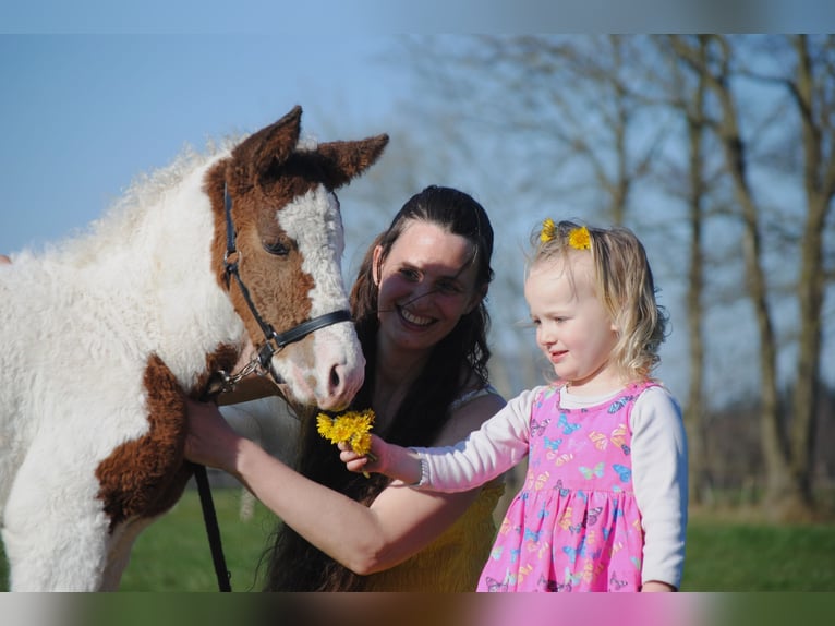 Curly Horse Merrie 6 Jaar 147 cm Zwart in Ruinen