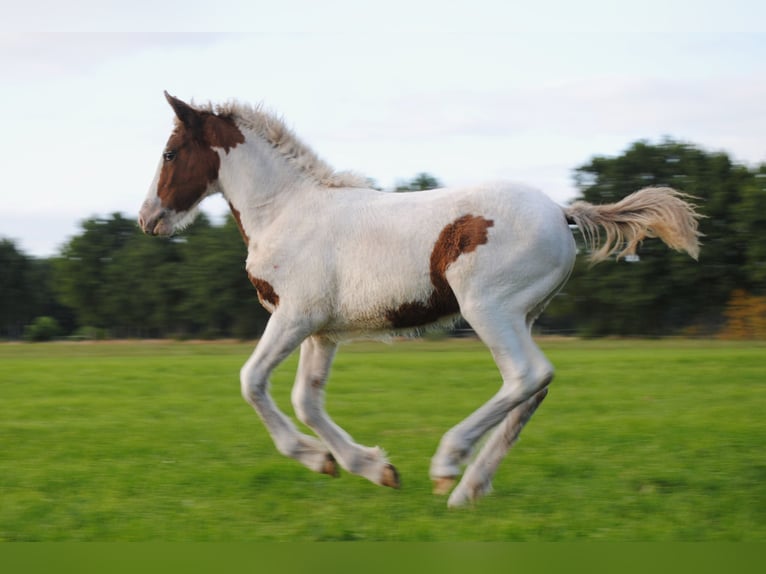 Curly Horse Merrie 6 Jaar 147 cm Zwart in Ruinen