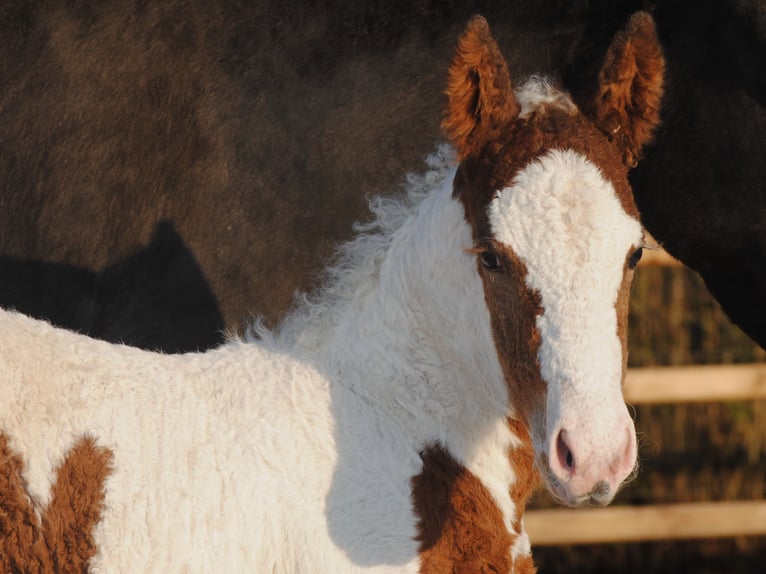 Curly Horse Merrie 6 Jaar 147 cm Zwart in Ruinen