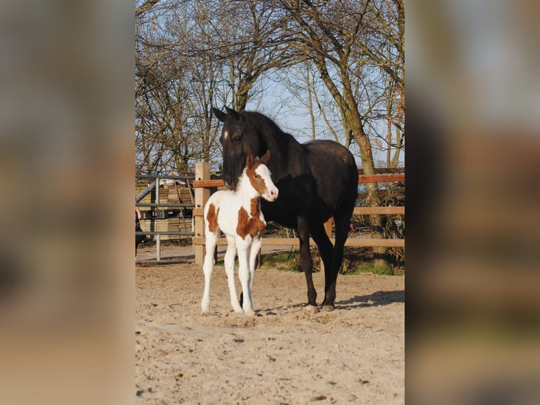 Curly Horse Merrie 6 Jaar 147 cm Zwart in Ruinen