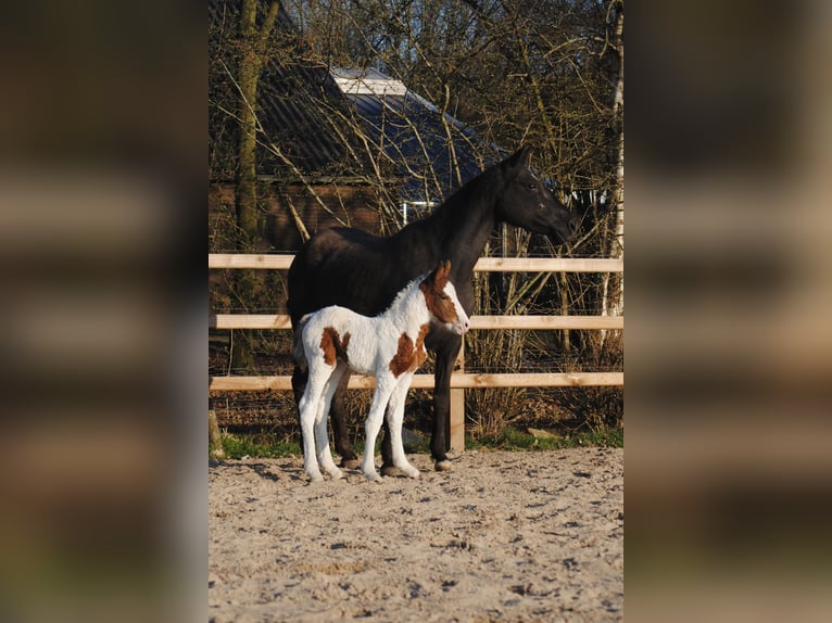 Curly Horse Merrie 6 Jaar 147 cm Zwart in Ruinen