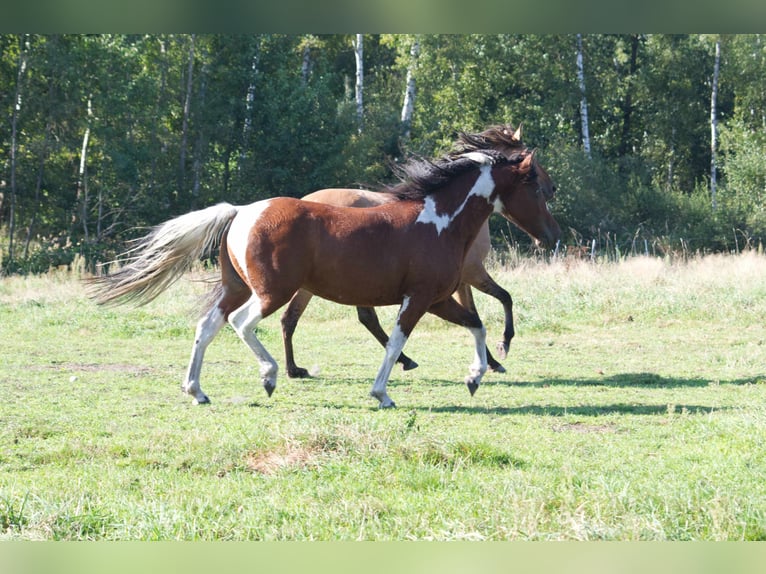 Curly Horse Merrie 6 Jaar 149 cm Gevlekt-paard in Ribbesbüttel