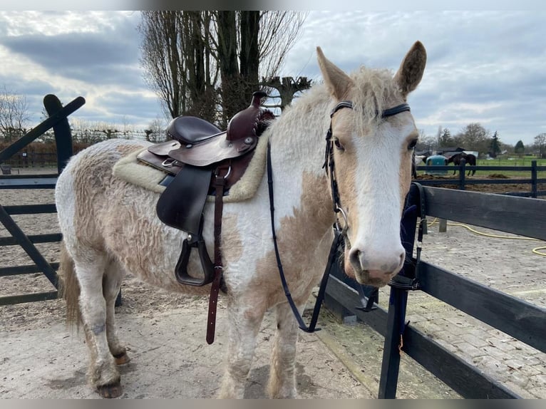 Curly Horse Merrie 6 Jaar 150 cm Overo-alle-kleuren in Beemte Broekland