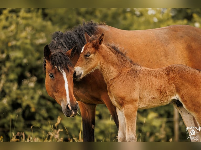 Curly Horse Merrie 6 Jaar 152 cm Bruin in Thedinghausen