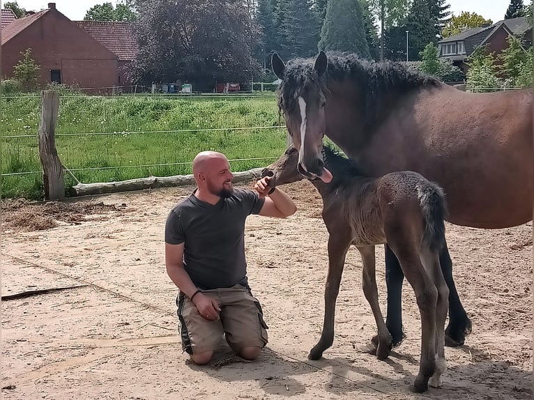 Curly Horse Merrie 6 Jaar 152 cm Bruin in Thedinghausen