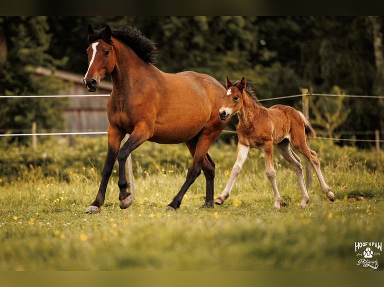Curly Horse Merrie 6 Jaar 152 cm Bruin in Thedinghausen