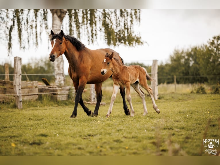 Curly Horse Merrie 6 Jaar 152 cm Bruin in Thedinghausen