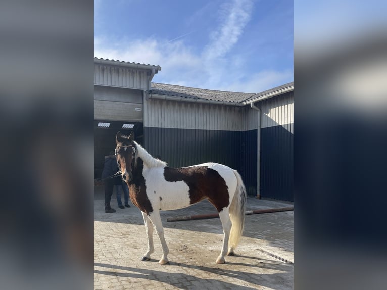 Curly Horse Merrie 7 Jaar 146 cm Tobiano-alle-kleuren in Stenløse