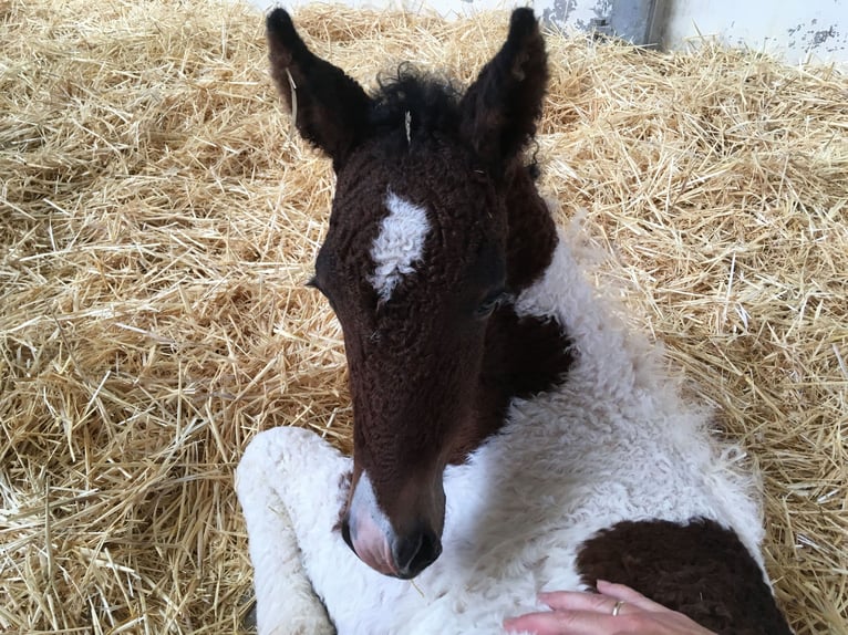 Curly Horse Merrie 7 Jaar 146 cm Tobiano-alle-kleuren in Stenløse