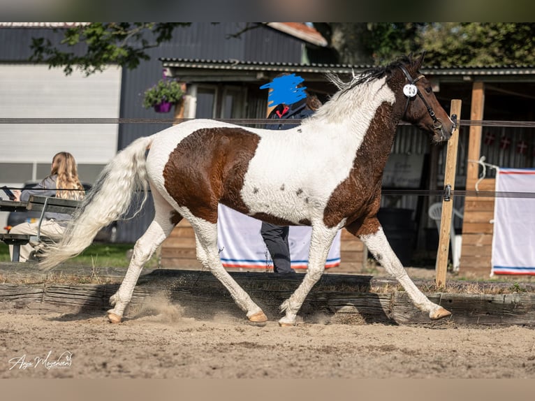 Curly Horse Merrie 7 Jaar 146 cm Tobiano-alle-kleuren in Stenløse