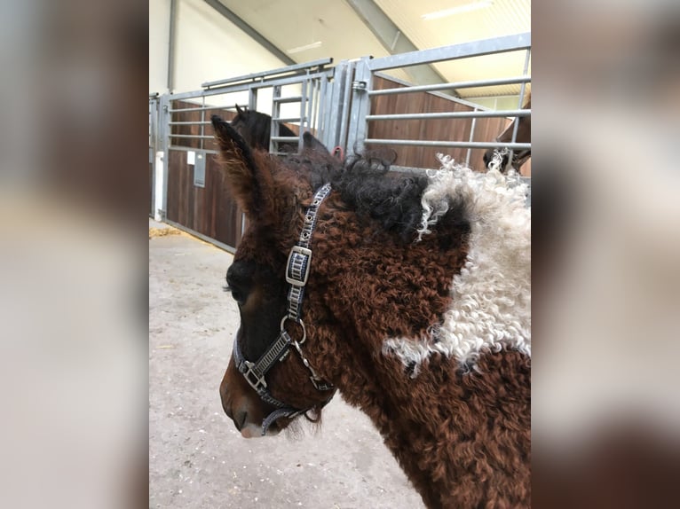 Curly Horse Merrie 7 Jaar 146 cm Tobiano-alle-kleuren in Stenløse