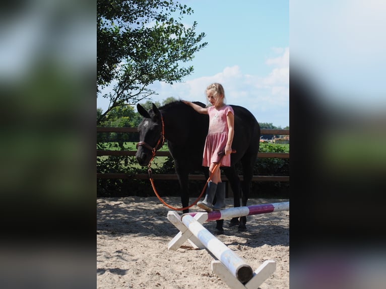 Curly Horse Merrie 7 Jaar 147 cm Zwart in Ruinen