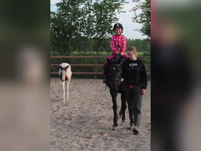 Curly Horse Merrie 7 Jaar 147 cm Zwart in Ruinen