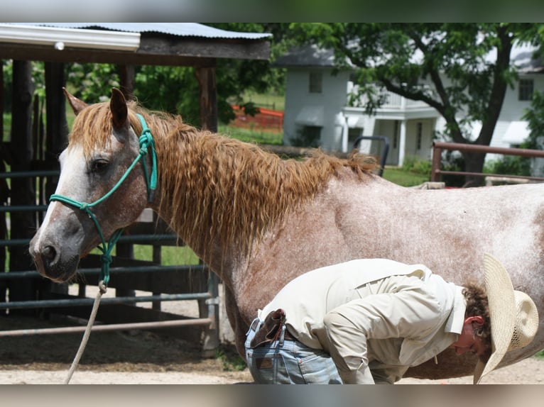 Curly Horse Merrie 7 Jaar 152 cm Vos in Owensville