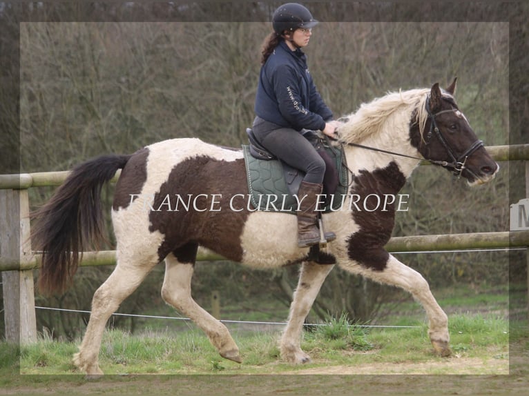 Curly Horse Merrie 7 Jaar 155 cm Donkerbruin in france