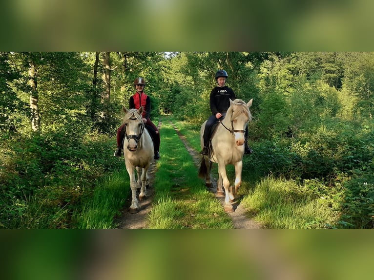 Curly Horse Merrie 8 Jaar 148 cm Palomino in Ruinen