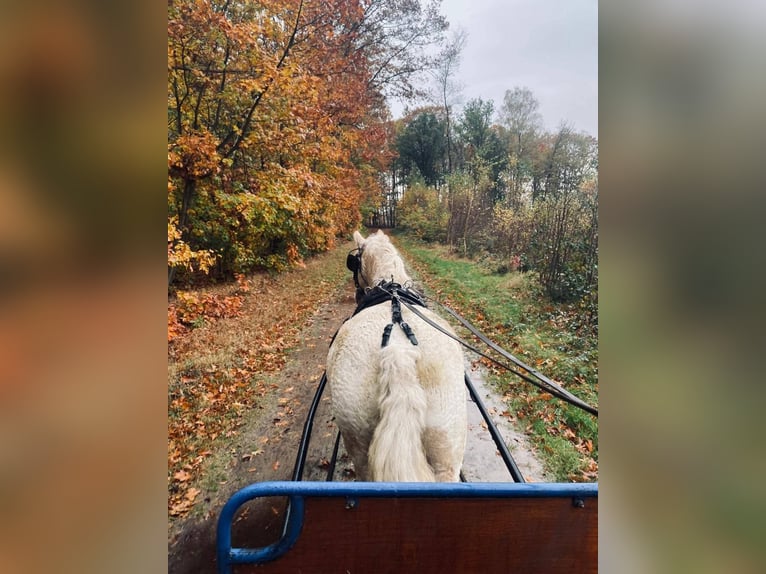Curly Horse Merrie 8 Jaar 148 cm Palomino in Ruinen