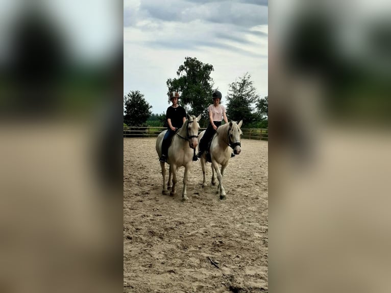 Curly Horse Merrie 8 Jaar 148 cm Palomino in Ruinen