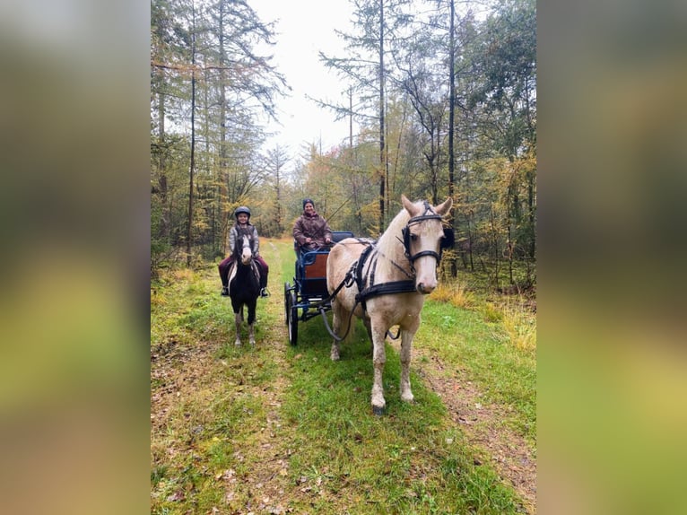Curly Horse Merrie 8 Jaar 148 cm Palomino in Ruinen