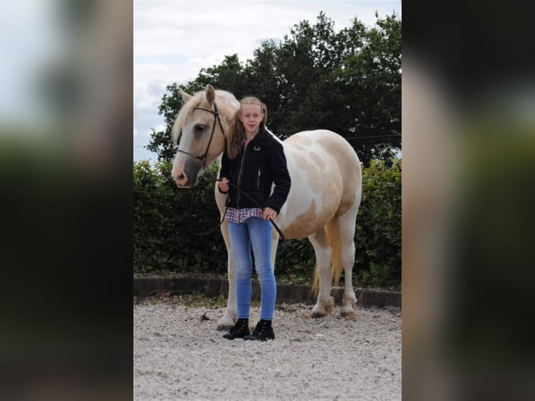Curly Horse Merrie 8 Jaar 148 cm Palomino in Ruinen