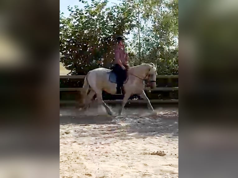 Curly Horse Merrie 8 Jaar 148 cm Palomino in Ruinen