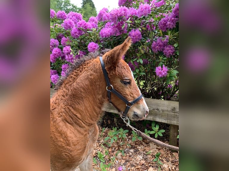 Curly Horse Merrie 8 Jaar 148 cm Palomino in Ruinen