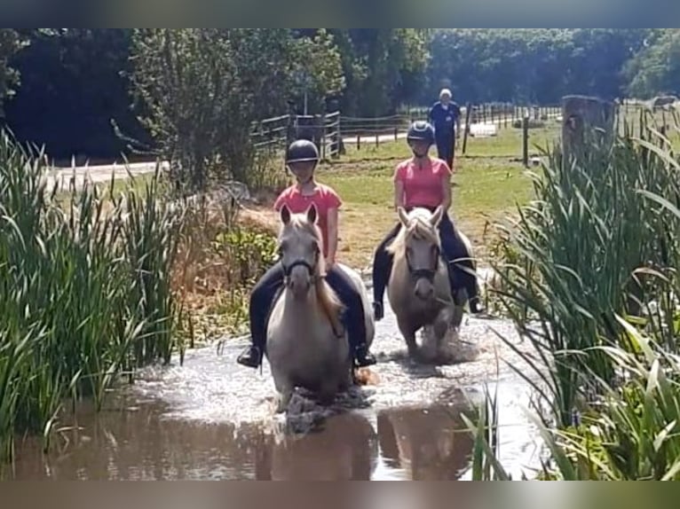 Curly Horse Merrie 8 Jaar 148 cm Palomino in Ruinen