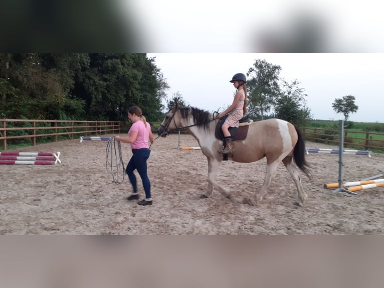 Curly Horse Merrie 8 Jaar 158 cm Falbe in Ruinenruinen