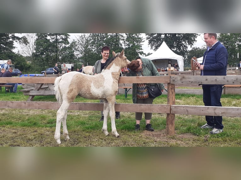 Curly Horse Merrie 8 Jaar 158 cm Falbe in Ruinenruinen