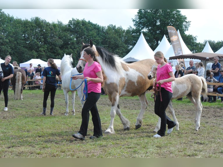 Curly Horse Merrie 8 Jaar 158 cm Falbe in Ruinenruinen