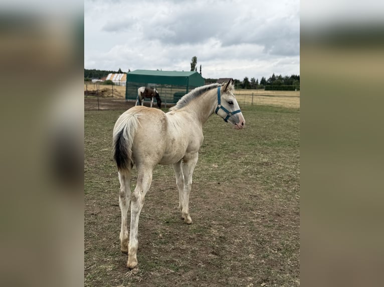 Curly Horse Mix Merrie Veulen (04/2026) 160 cm Buckskin in Prague