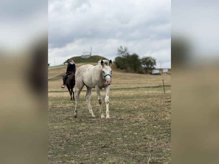 Curly Horse Mix Merrie Veulen (04/2026) 160 cm Buckskin in Prague