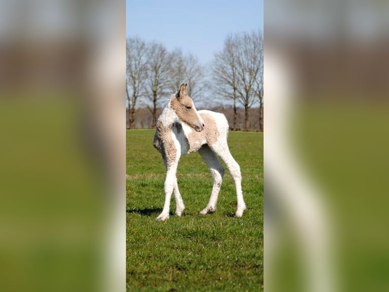 Curly Horse Merrie Veulen (03/2026) 160 cm Falbe in Ruinen