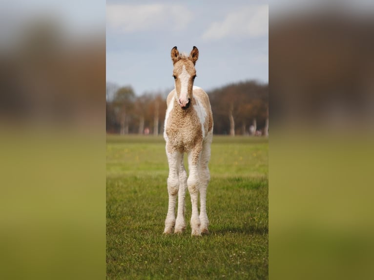 Curly Horse Merrie Veulen (03/2026) 160 cm Falbe in Ruinen