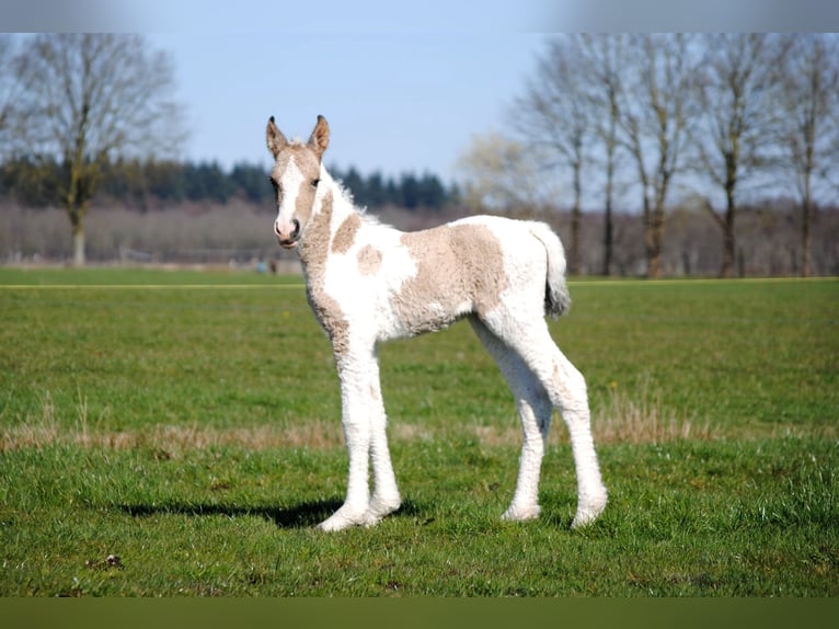 Curly Horse Merrie Veulen (03/2026) 160 cm Falbe in Ruinen