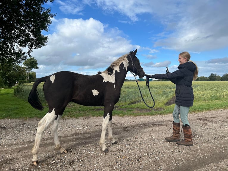 Curly horse Ogier 1 Rok 148 cm Tobiano wszelkich maści in Storvorde