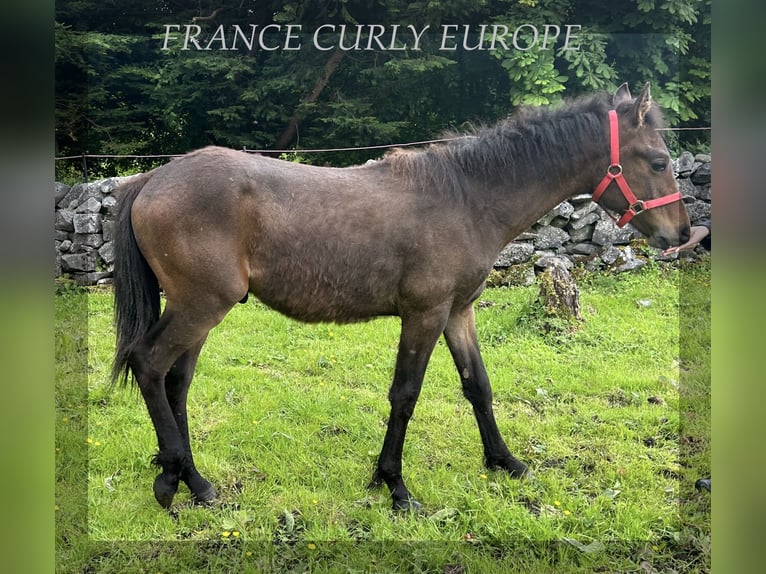 Curly horse Ogier 1 Rok 155 cm Gniada in Oughterard - Co Galway