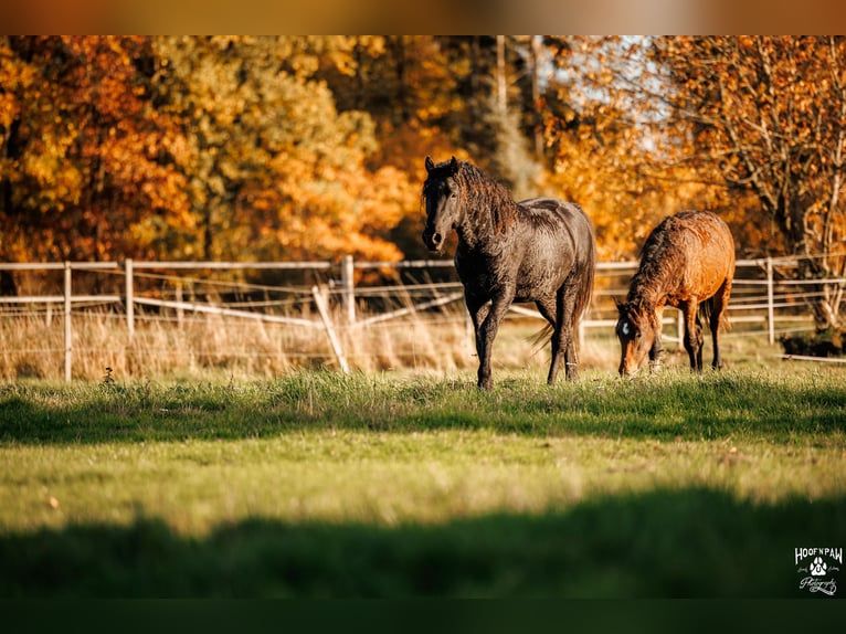 Curly horse Ogier 2 lat 154 cm Gniada in Thedinghausen