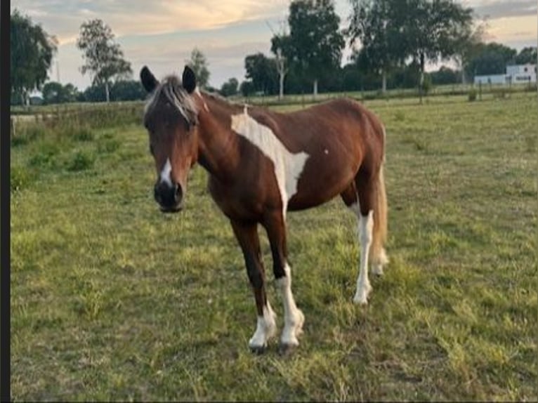 Curly horse Ogier 3 lat 135 cm  in GROTE-BROGEL
