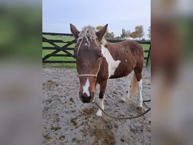 Curly horse Ogier 3 lat 135 cm  in GROTE-BROGEL