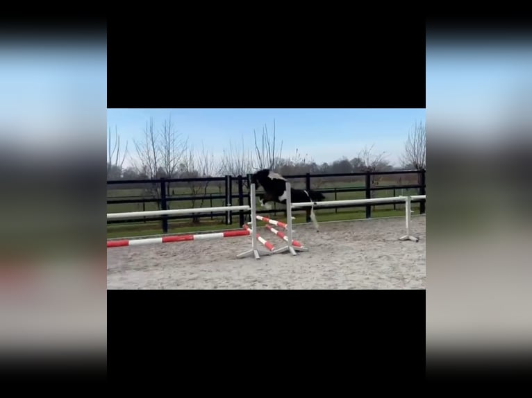 Curly horse Ogier 3 lat 145 cm Srokata in Wijdewormer