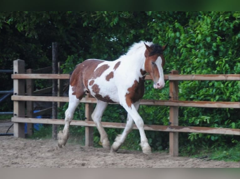 Curly horse Ogier 3 lat 162 cm Srokata in Ruinen