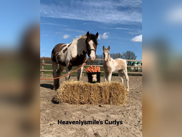 Curly horse Ogier 3 lat 162 cm Srokata in Ruinen