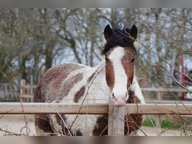 Curly horse Ogier 3 lat 162 cm Srokata in Ruinen