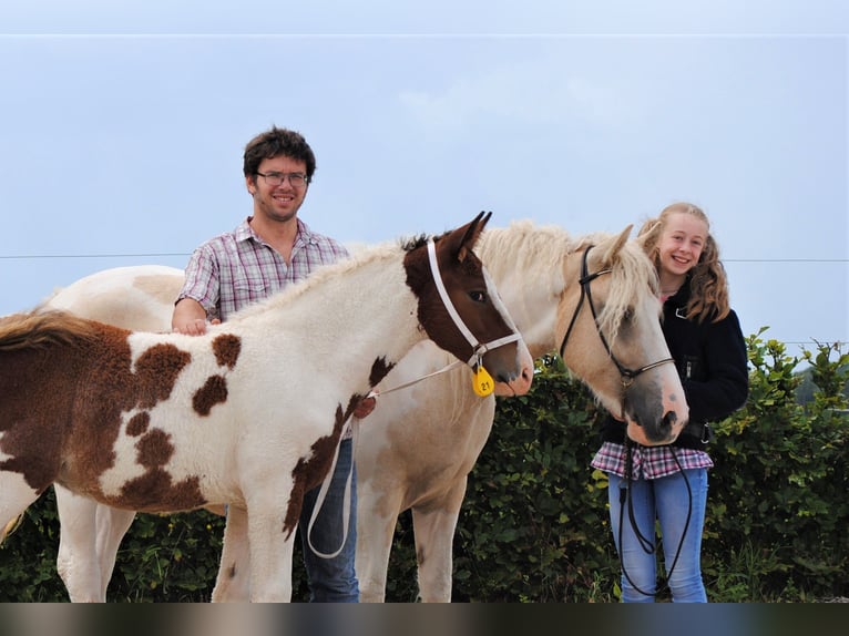 Curly horse Ogier 3 lat 164 cm Tobiano wszelkich maści in ruinen